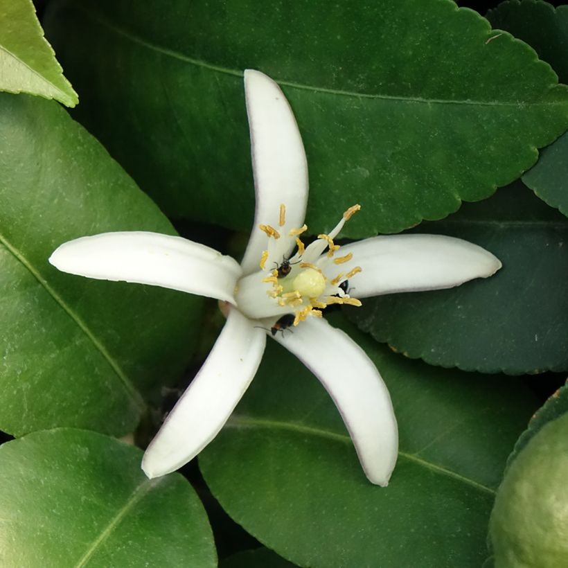 Limoeiro Adamo - Citrus limon (Floração)