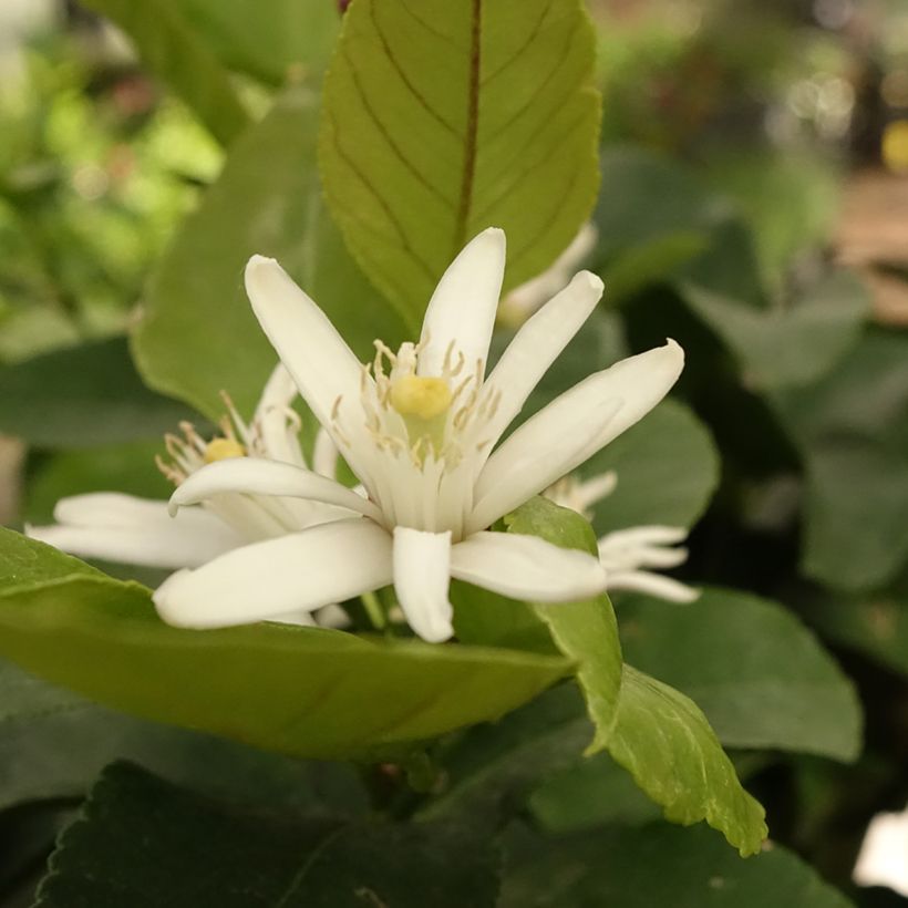 Limoeiro Cerza - Citrus limon (Floração)
