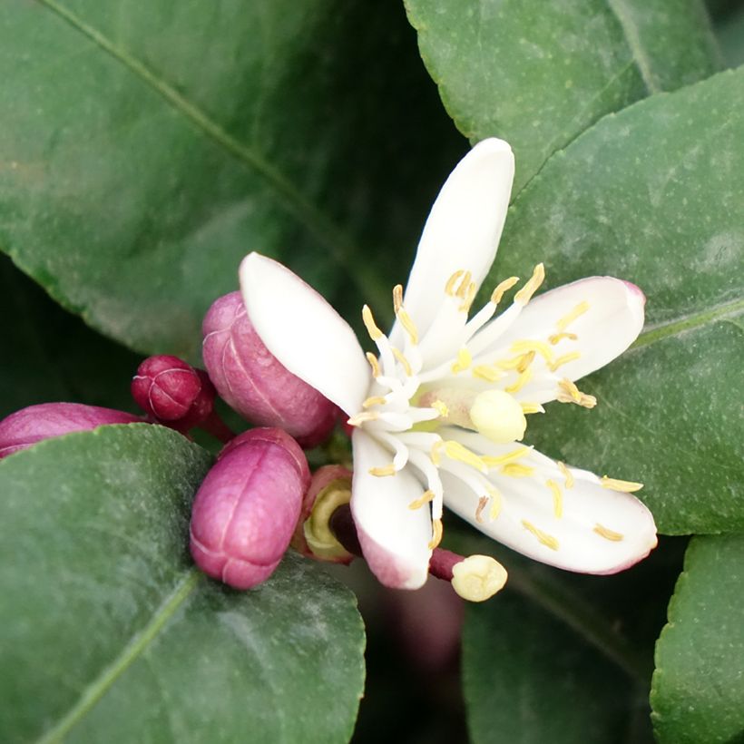 Limoeiro Femminello Carrubaro - Citrus limon (Floração)
