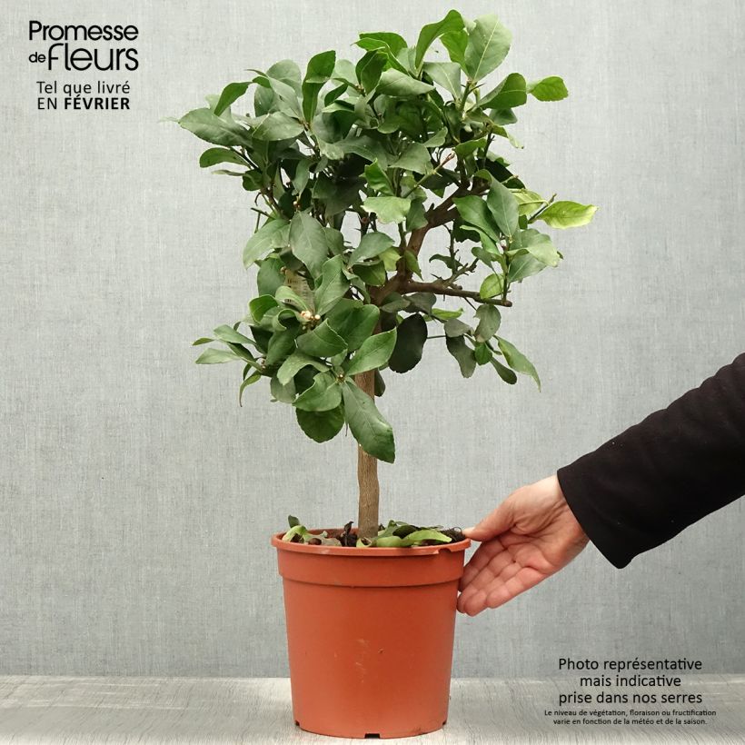 Amostra de Citronnier - Citrus limon Femminello Incappucciato Vaso de 4 L/5 L, 1/4 de haste tal como entregue no inverno