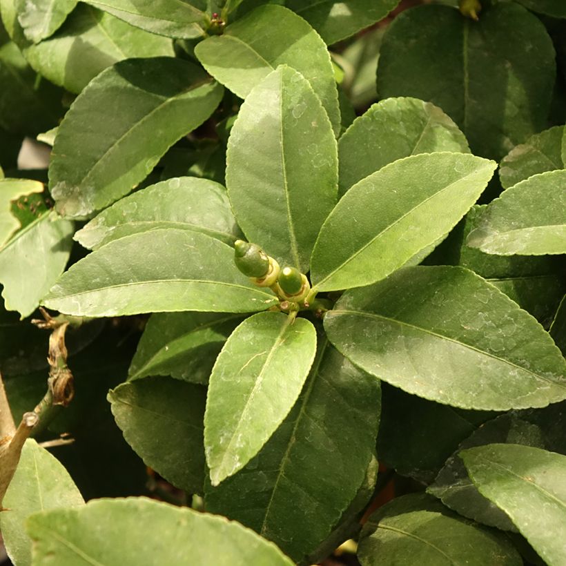 Limoeiro - Citrus limon Lemox (Folhagem)