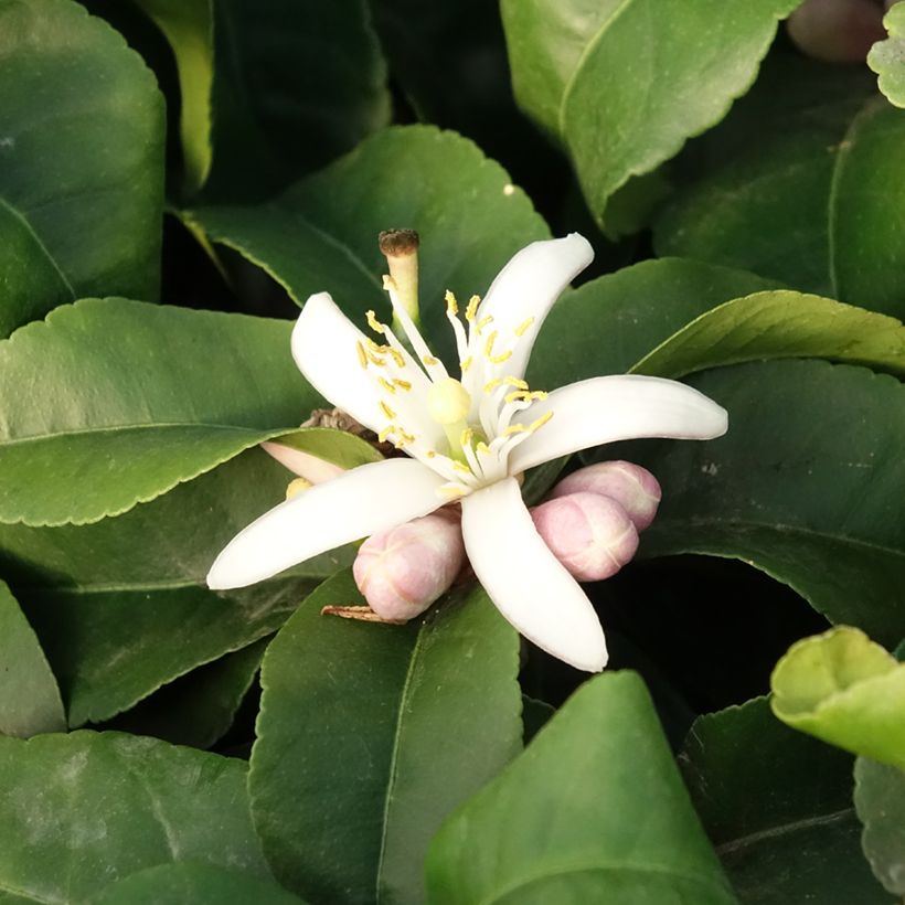 Limoeiro - Citrus limon Lemox (Floração)
