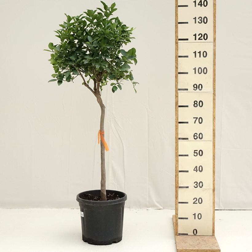 Amostra de Citronnier doux - Citrus limetta Pursha Vaso de 18 L/20 L, Meia haste tal como entregue na primavera