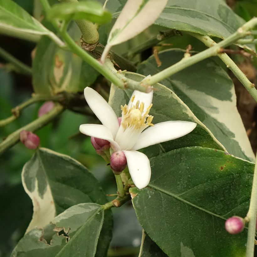 Limoeiro-variegado - Citrus x limon Variegata (Floração)