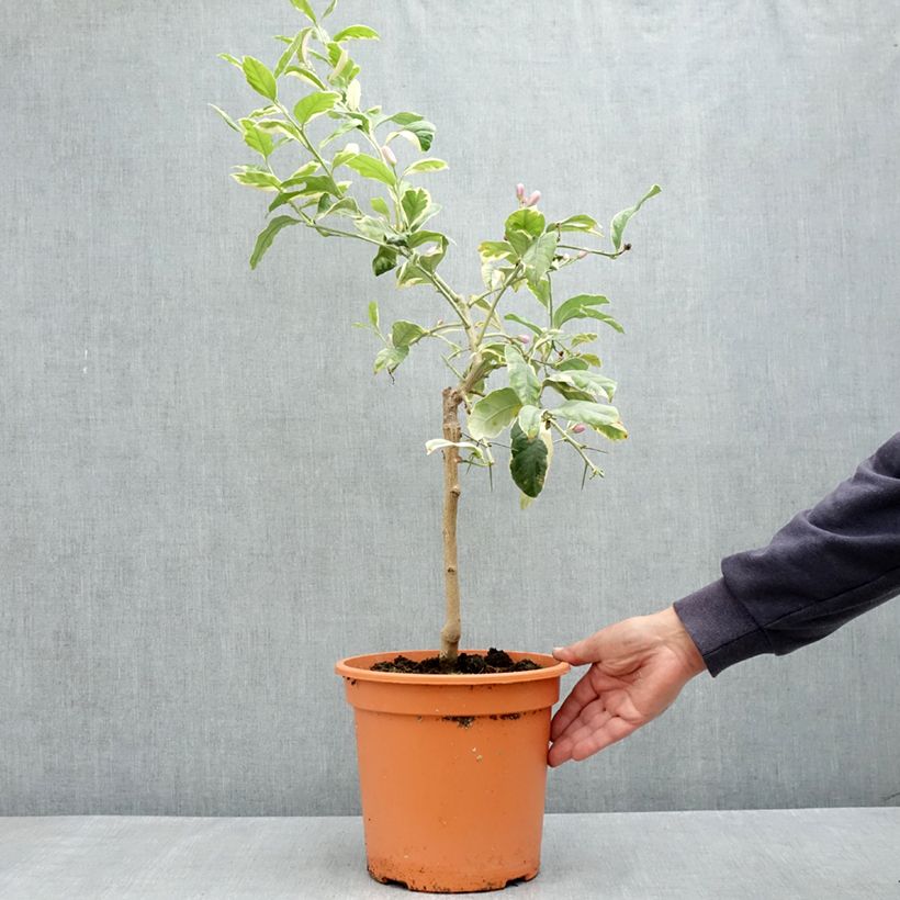 Amostra de Citronnier panaché - Citrus limon variegata Pot de 6L/7L, 1/4 de tige tal como entregue na primavera