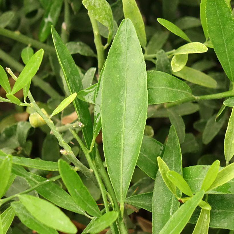 Citrus glauca (Folhagem)