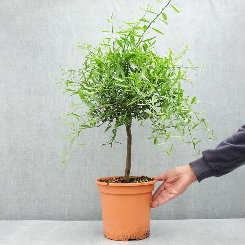 Amostra de Citrus glauca Vaso de 6 L/7 L, 1/4 de haste tal como entregue na primavera