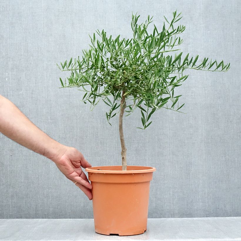 Amostra de Citrus glauca Vaso de 6 L/7 L, 1/4 de haste tal como entregue no verão