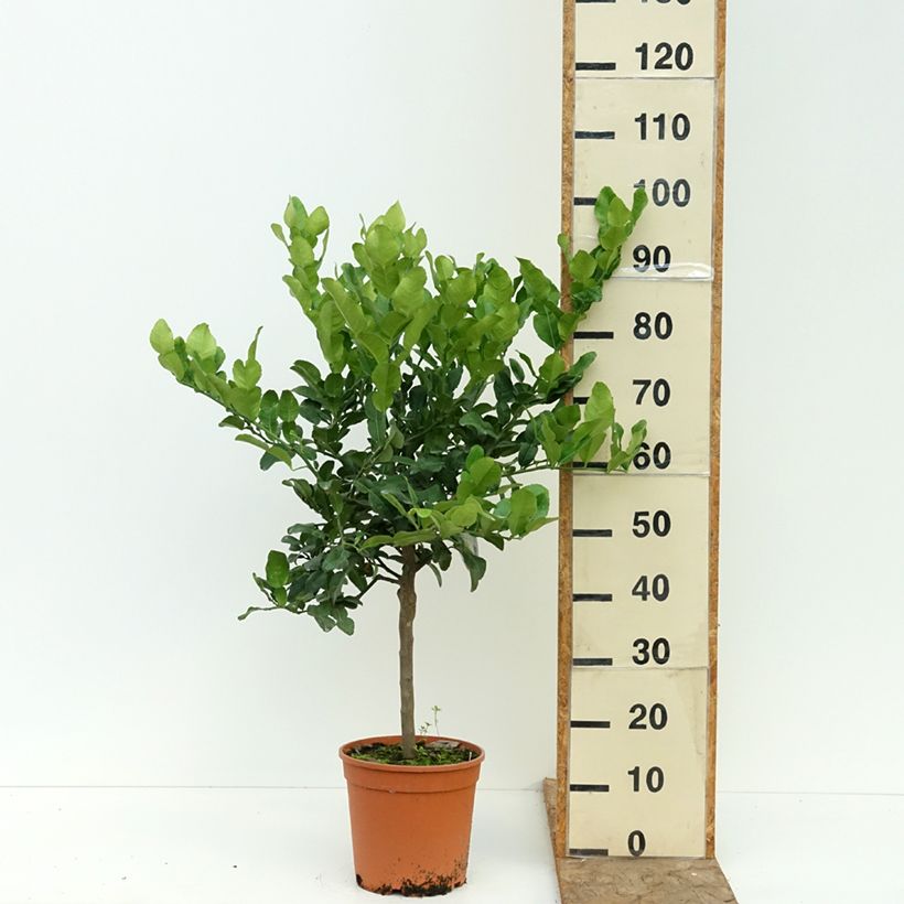 Amostra de Citrus ichangensis - Ichang Papeda Vaso de 4 L/5 L, 1/4 de haste tal como entregue no verão