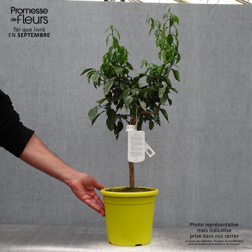 Amostra de Citrus ichangensis - Ichang Papeda Vaso de 3 L/4 L, Tufo tal como entregue no outono
