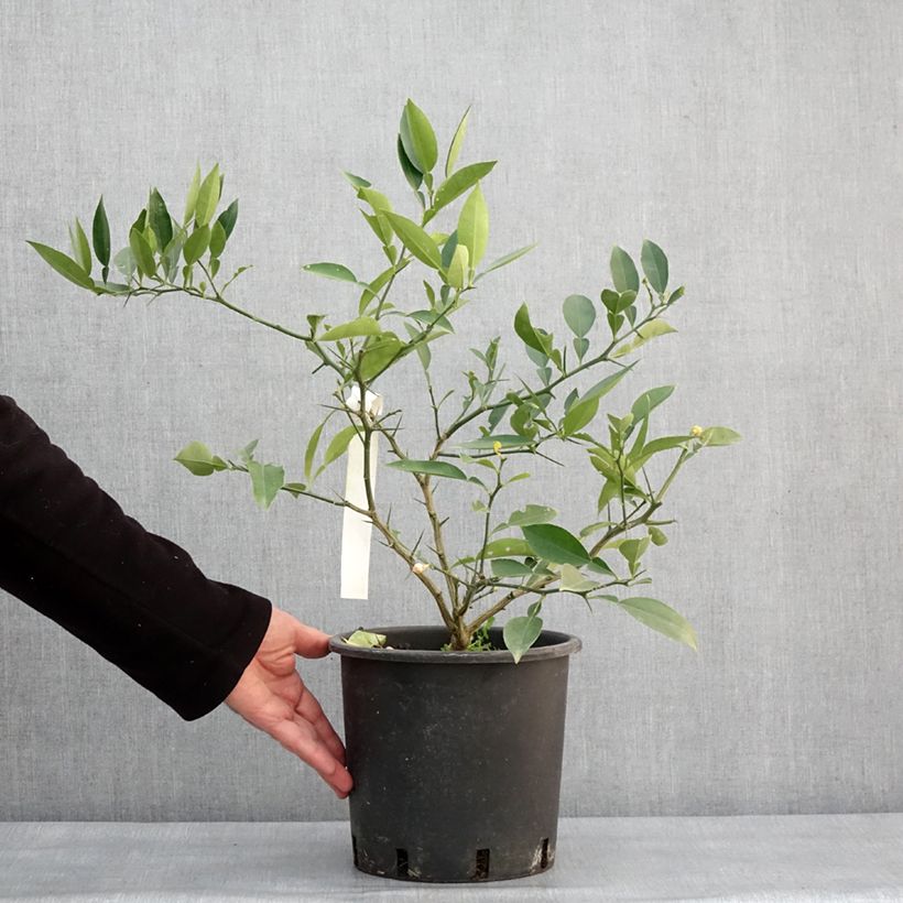 Amostra de Citrus ichangensis - Ichang Papeda  Vaso de 3 L/4 L, Tufo tal como entregue no inverno