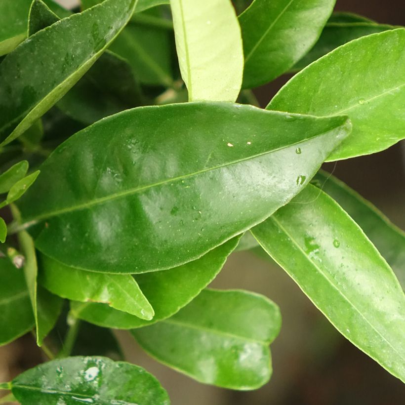 Limequat - Kumquat Kucle (Folhagem)