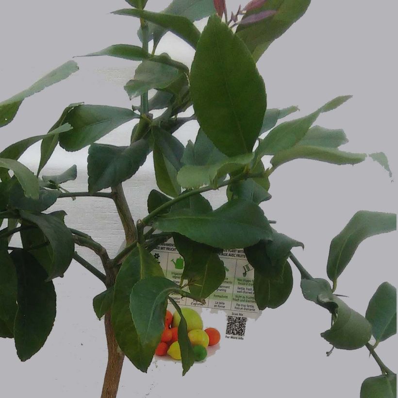 Limoeiro Adamo - Citrus limon (Folhagem)