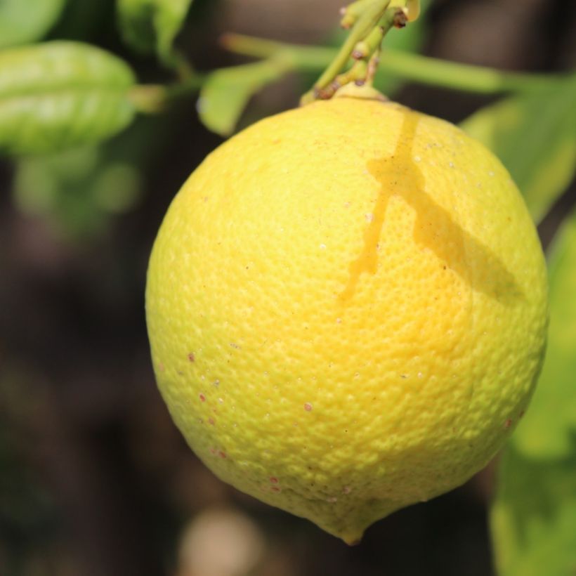Limoeiro Cerza - Citrus limon (Colheita)