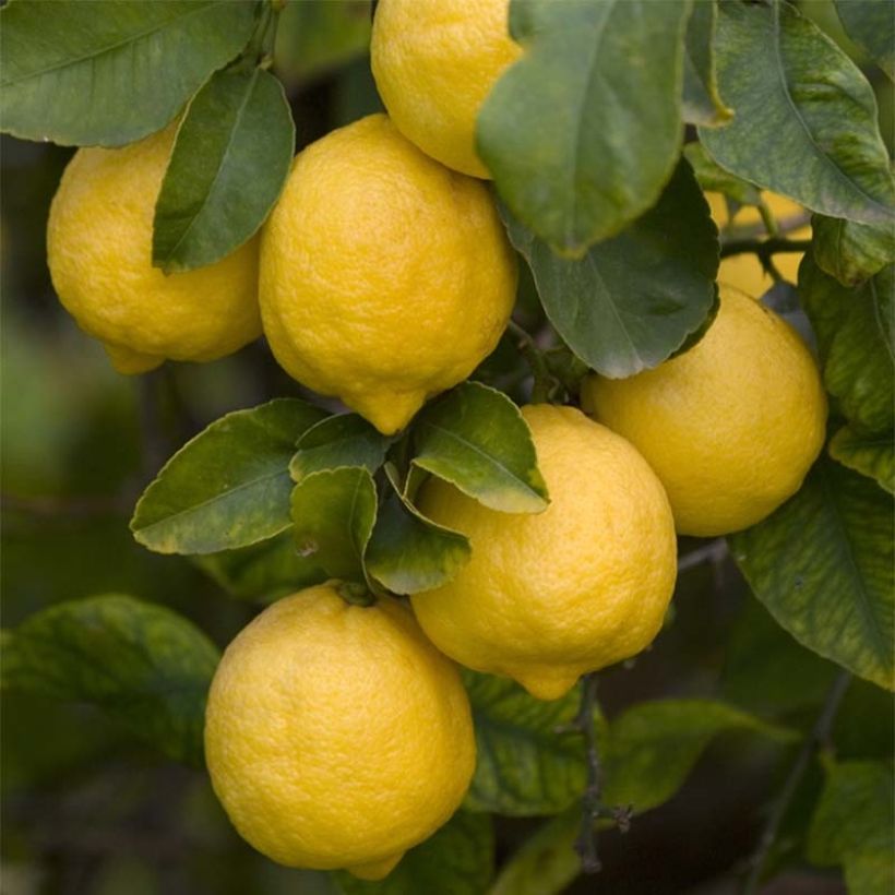 Limoeiro de Siracusa - Citrus limon Femminello Siracusano (Colheita)