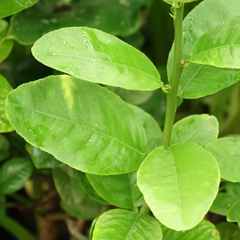 Cidreira Maxima - Citrus medica (Folhagem)