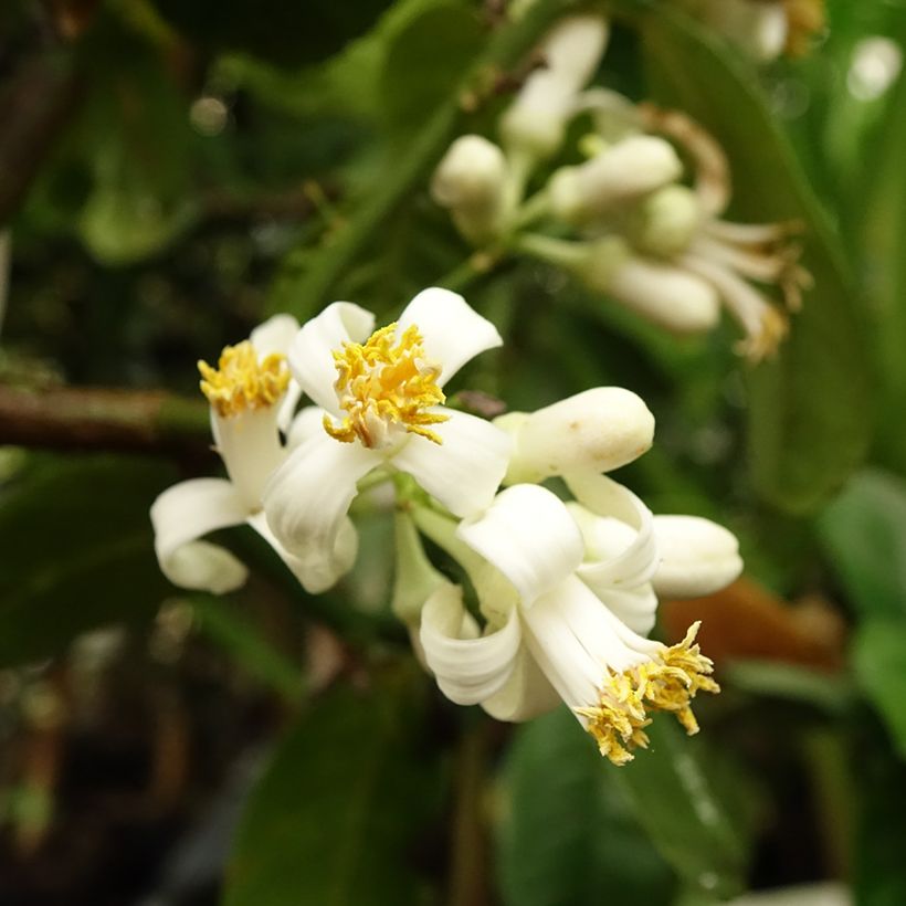 Cidreira Maxima - Citrus medica (Floração)