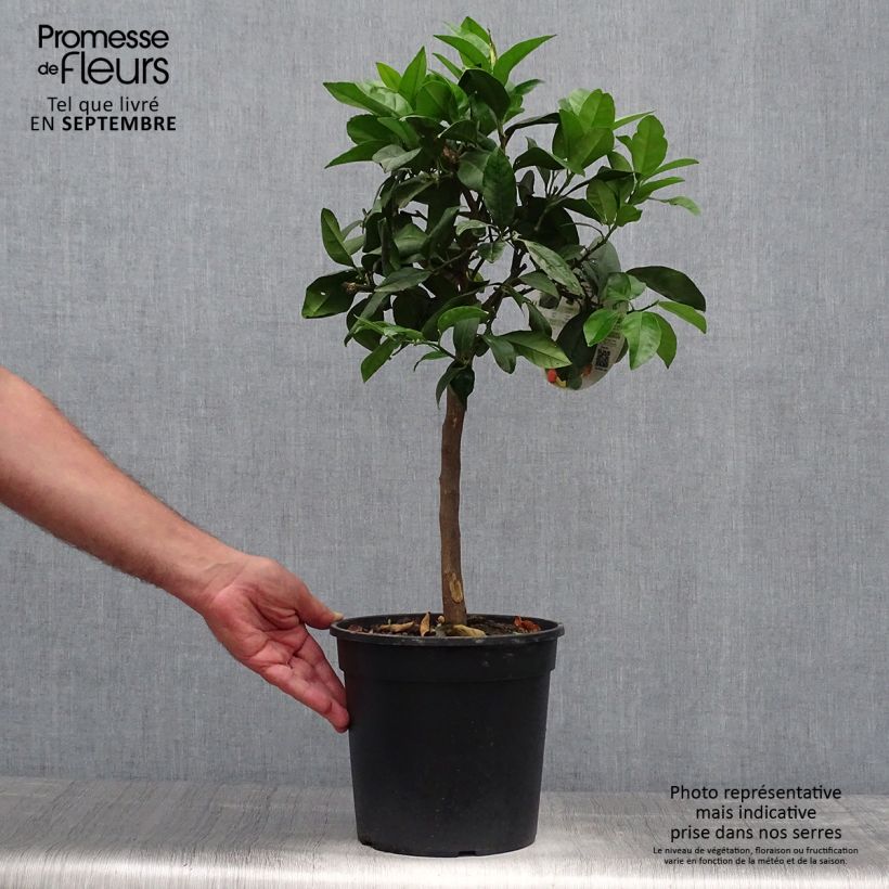 Amostra de Cidra-vermelha Pigmentata - Citrus medica x limon Vaso de 4 L/5 L, 1/4 de haste tal como entregue no outono