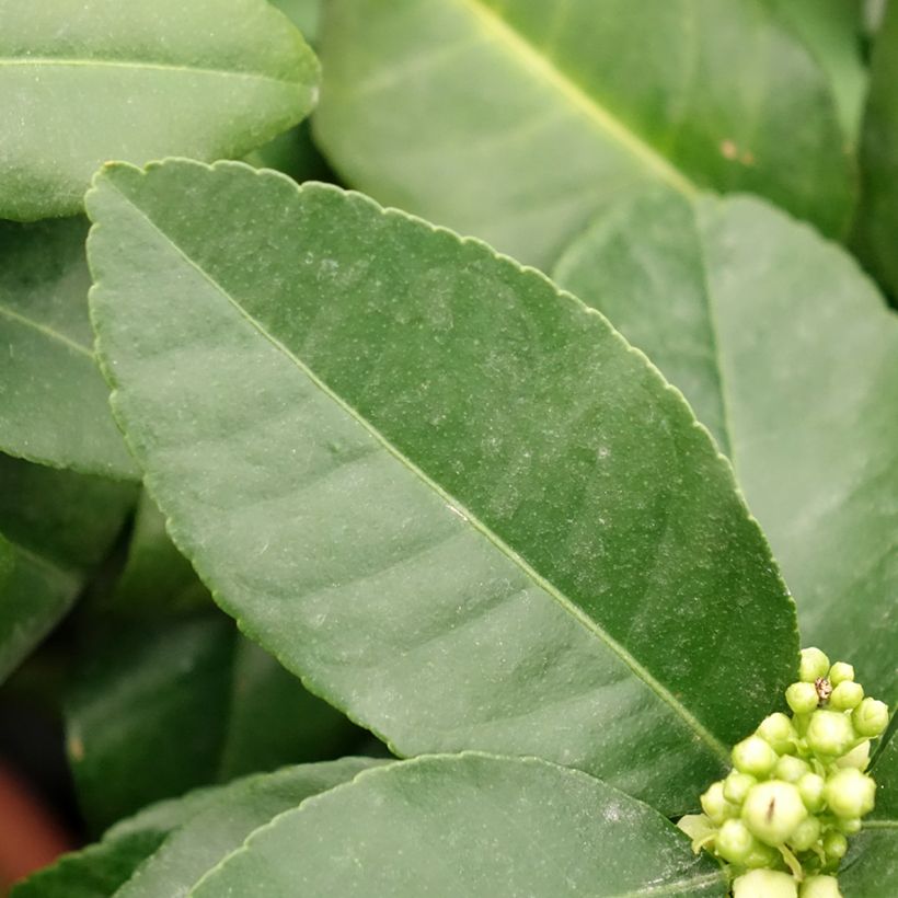 Cidra-vermelha Pigmentata - Citrus medica x limon (Folhagem)