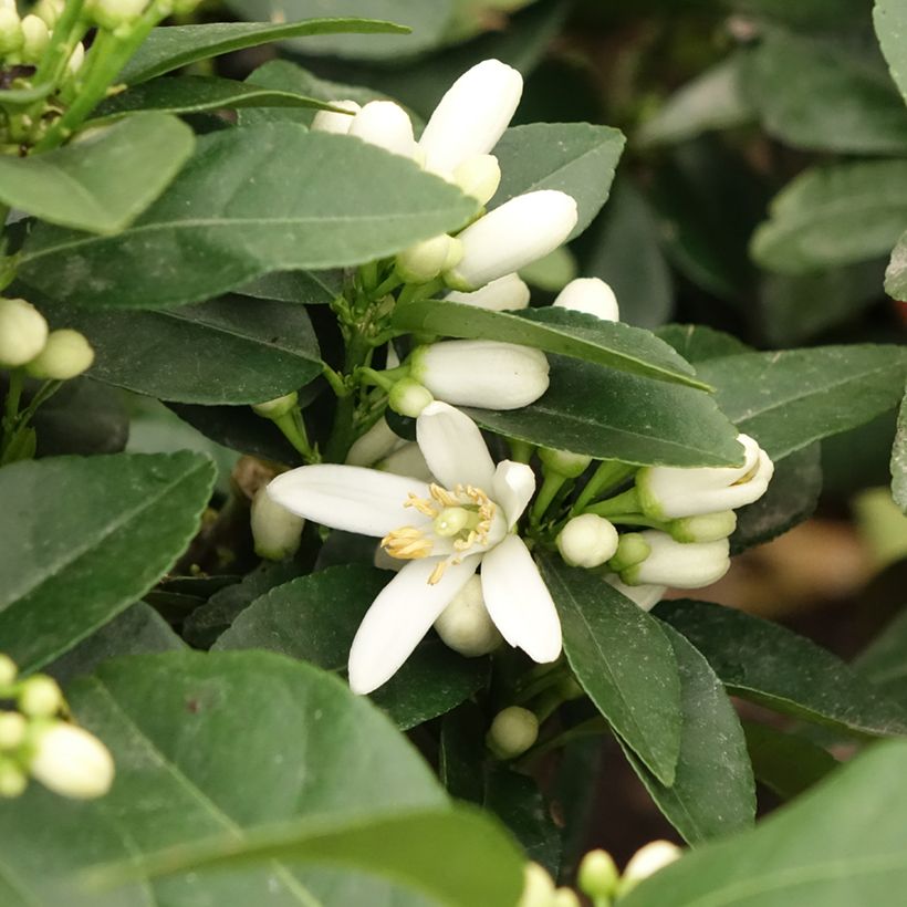 Cidra-vermelha Pigmentata - Citrus medica x limon (Floração)