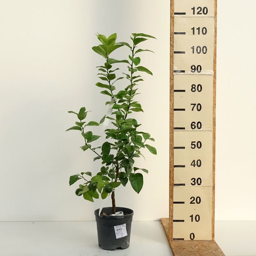 Amostra de Citrus x Double Blood - Híbrido de sidra Meyer e laranja sanguínea. Vaso de 4 L/5 L, 1/4 de haste tal como entregue no verão