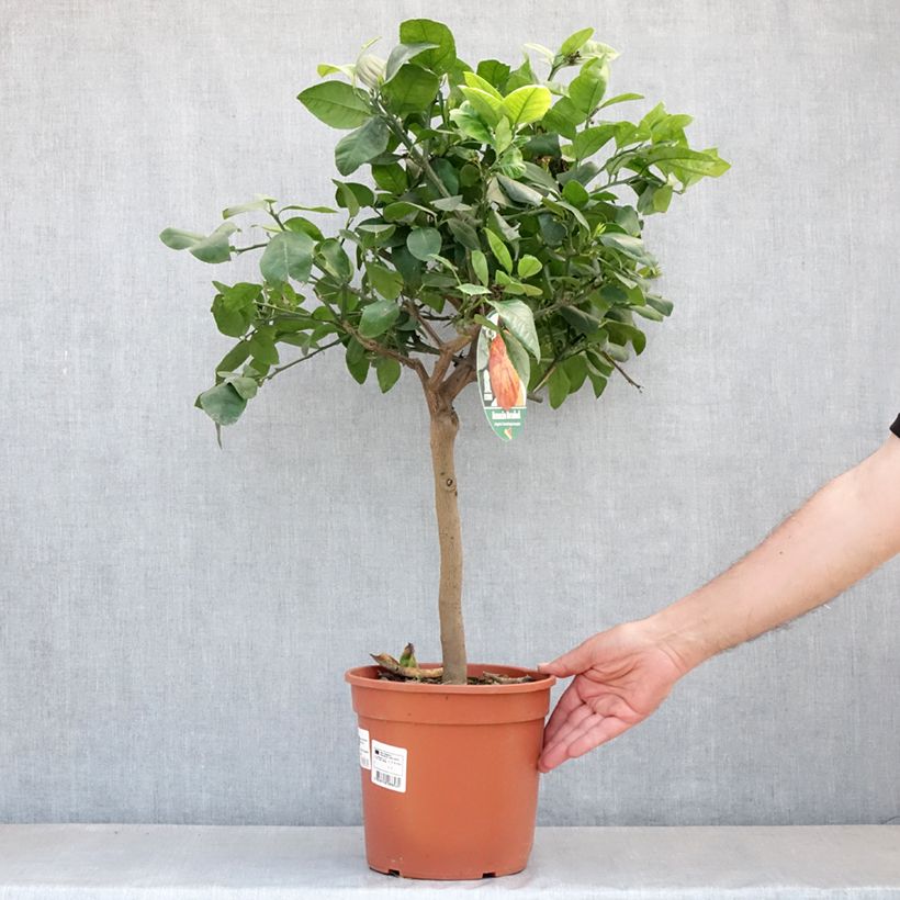 Amostra de Citrus x Doppio Sanguigno - Hybride de citron Meyer et d'orange sanguine. Vaso de 4 L/5 L, 1/4 de haste tal como entregue na primavera