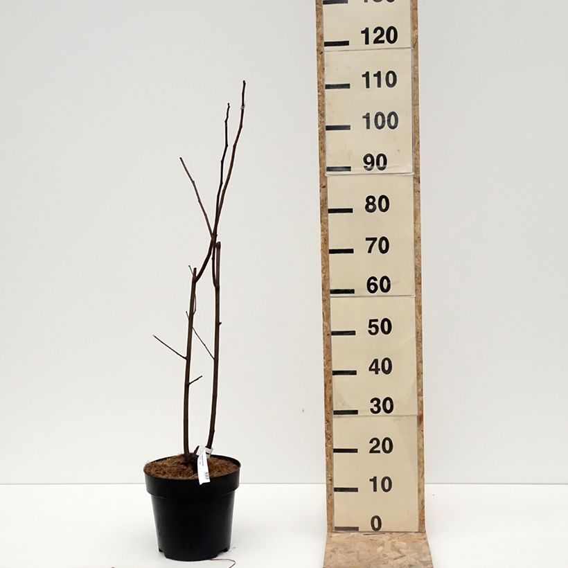 Amostra de Cladrastis kentukea - Virgilier à bois jaune Vaso de 6 L/7 L tal como entregue no inverno