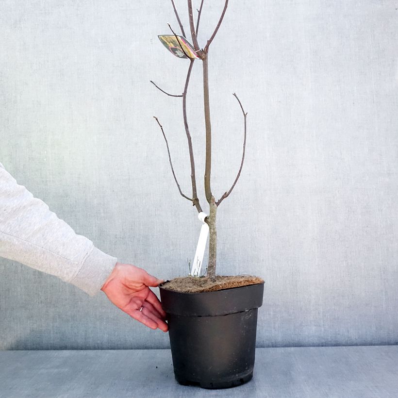 Amostra de Cladrastis kentukea Vaso de 6 L/7 L tal como entregue na primavera