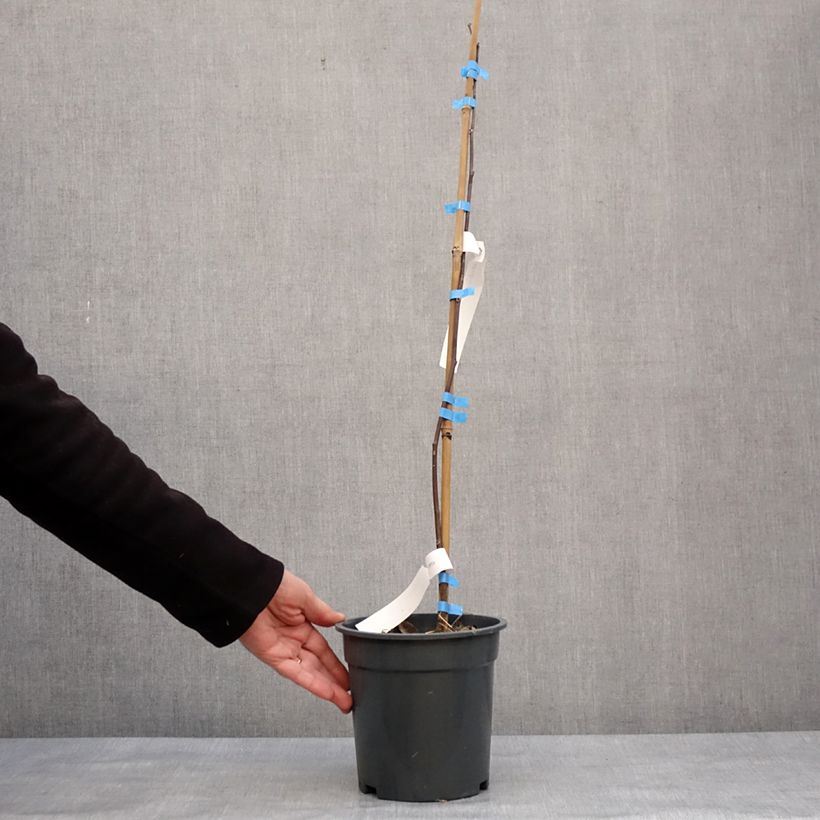 Amostra de Cladrastis kentukea - Virgilier à bois jaune Vaso de 3 L/4 L tal como entregue no inverno