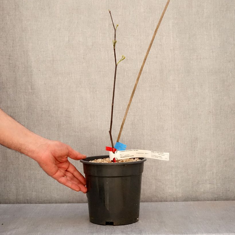 Amostra de Cladrastis kentukea Vaso de 3 L/4 L tal como entregue na primavera