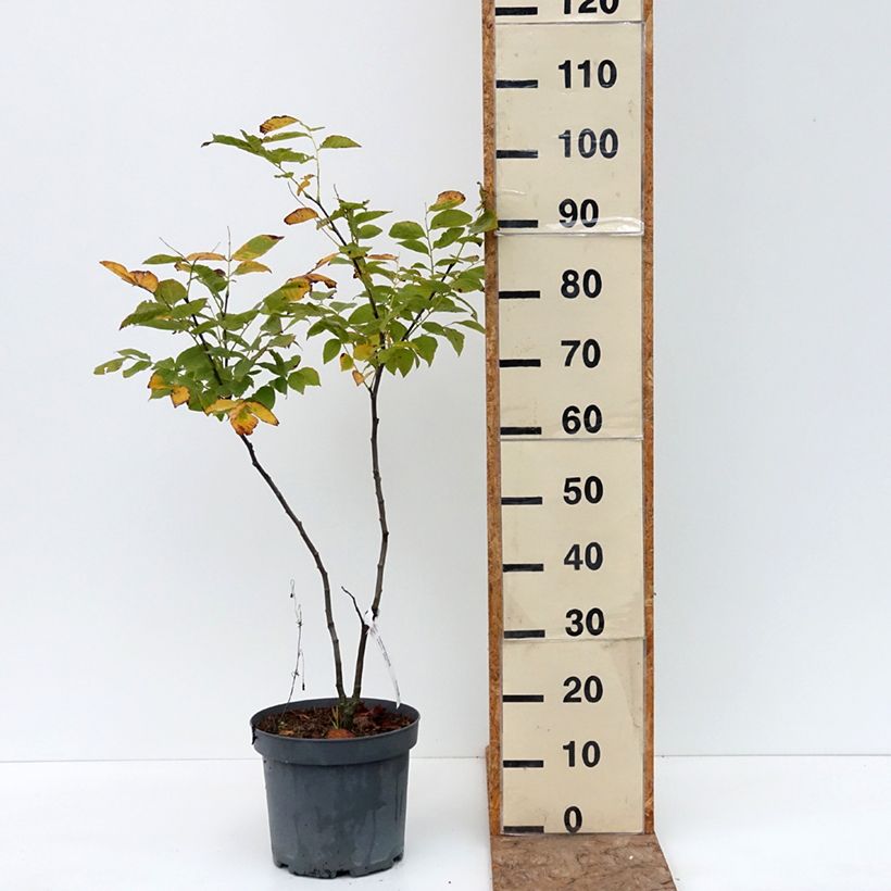Amostra de Cladrastis kentukea Vaso de 6 L/7 L tal como entregue no verão