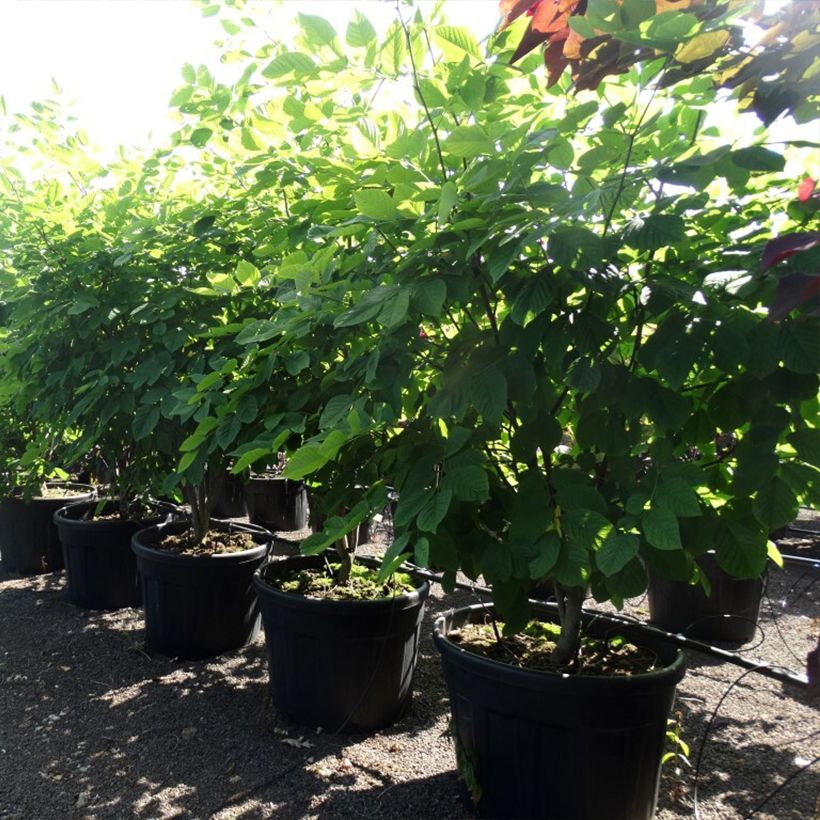 Amostra de Cladrastis kentukea - Virgilier à bois jaune Vaso de 80 L/90 L tal como entregue na primavera