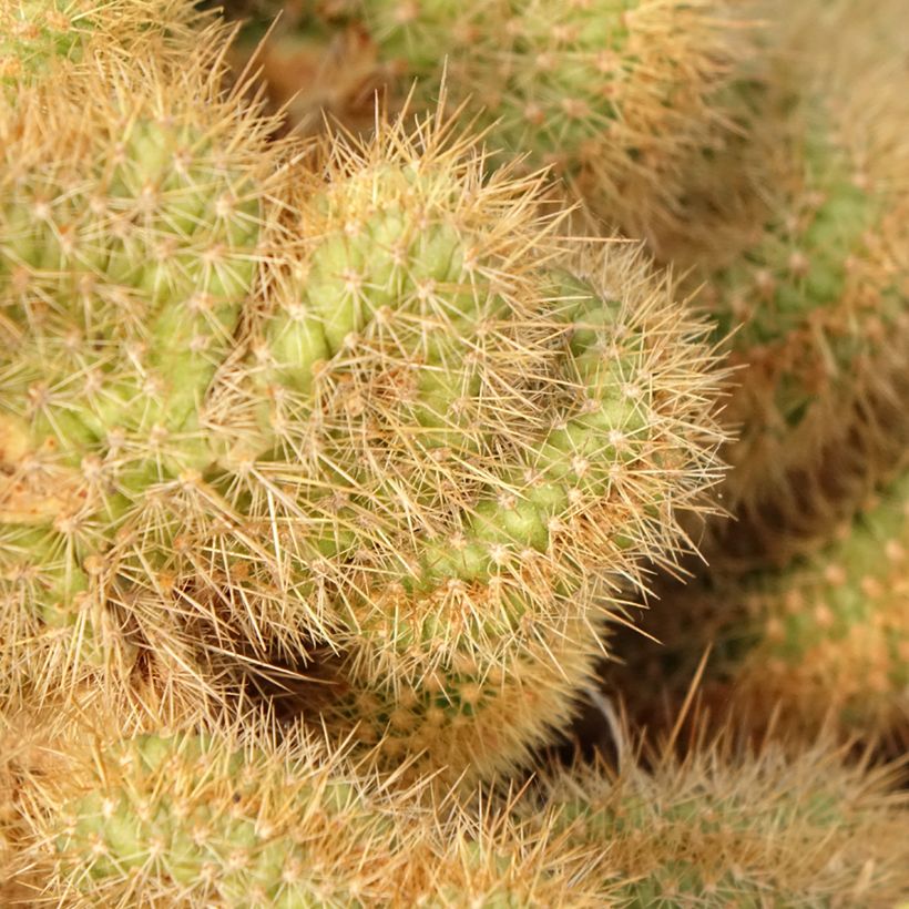 Cleistocactus winteri f. cristata (Folhagem)