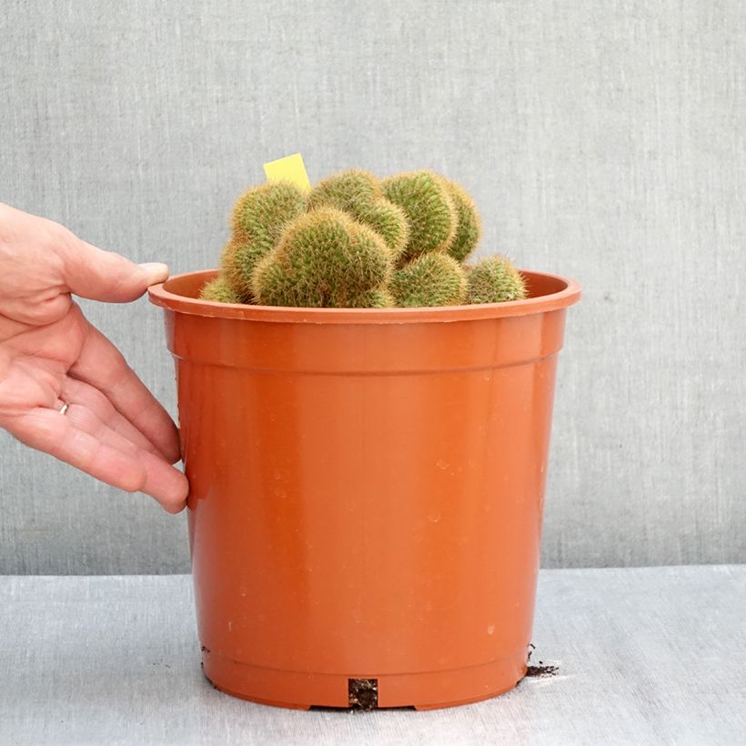 Amostra de Cleistocactus winteri f. cristata - Cacto-prateado Vaso de 4 L/5 L tal como entregue no outono