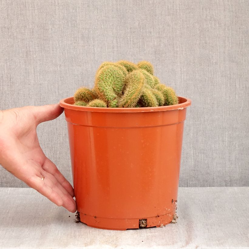 Amostra de Cleistocactus winteri f. cristata - Queue de rat dorée Vaso de 4 L/5 L tal como entregue no verão