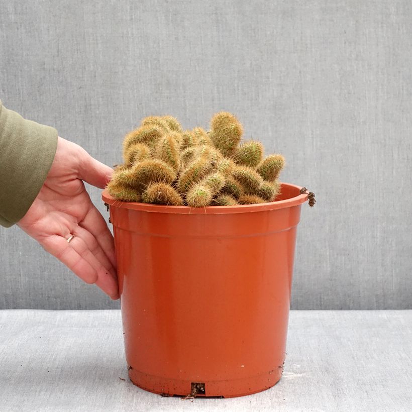 Amostra de Cleistocactus winteri f. cristata - Queue de rat dorée Pot de 4L/5L tal como entregue no inverno