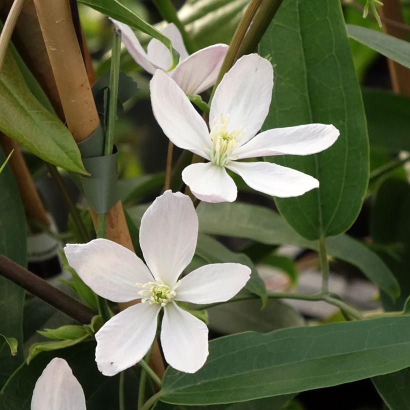 Clematis Apple Blossom (Floração)