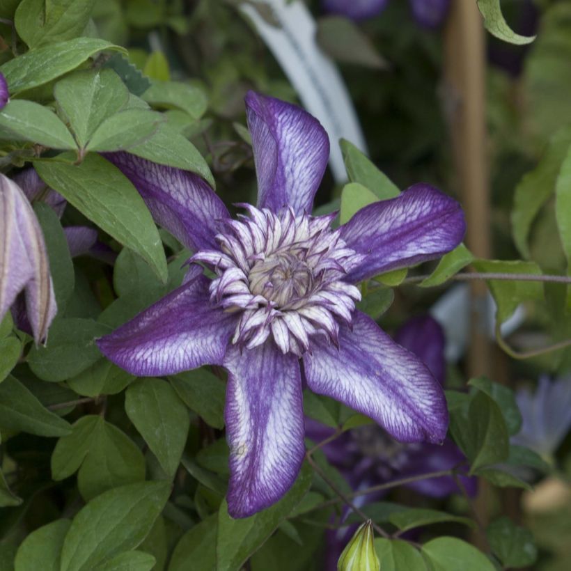 Clematis Cassis (Floração)