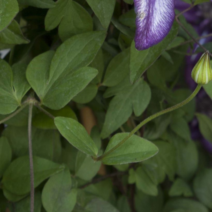 Clematis Cassis (Folhagem)