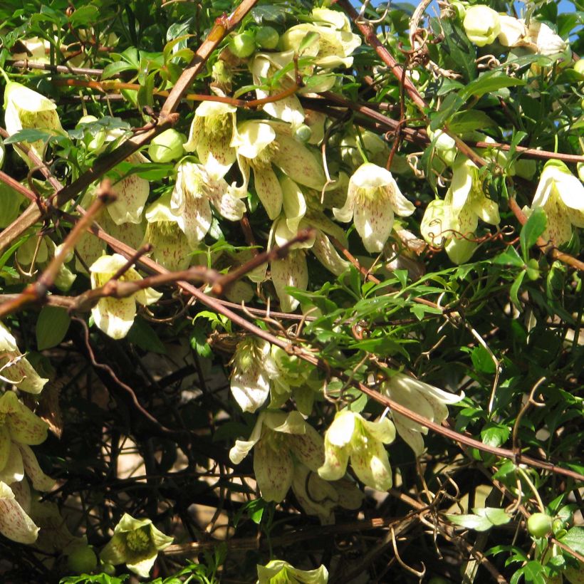 Clematis Balearica (Floração)