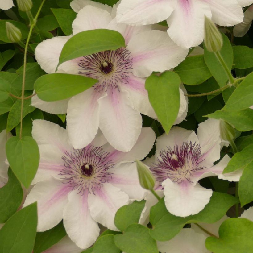 Clematis Countess of Wessex (Floração)