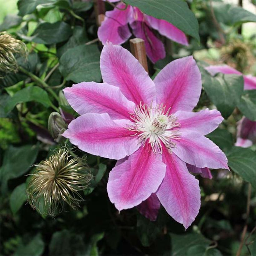 Clematis Docteur Ruppel (Floração)