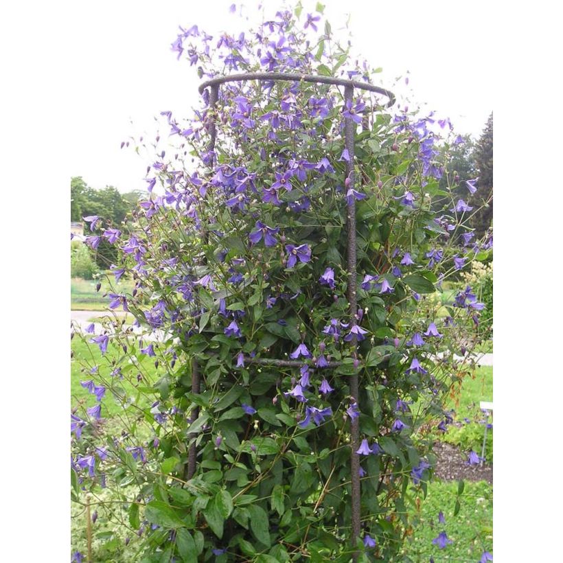 Clematis Eriostemon (Hábito)