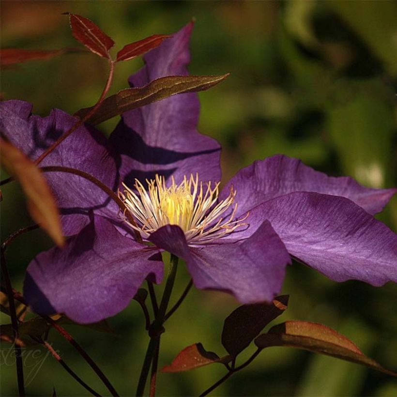 Clematis Gipsy Queen (Floração)
