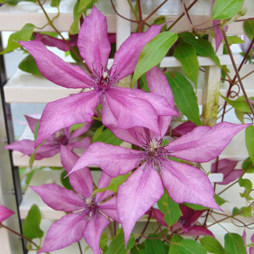 Clematis Giselle (Floração)