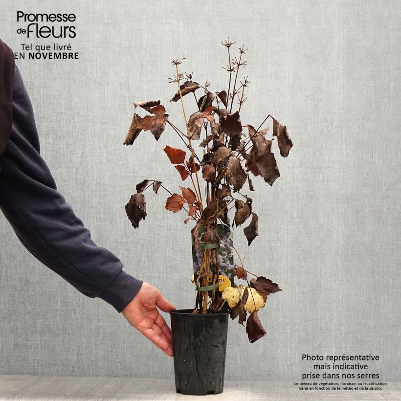 Amostra de Clematis heracleifolia Côte d'Azur Vaso de 2 L/3 L tal como entregue no outono