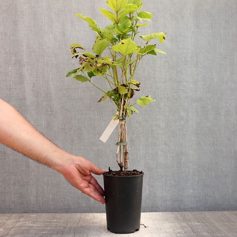 Amostra de Clematis heracleifolia Côte d'Azur Vaso de 2 L/3 L tal como entregue no verão