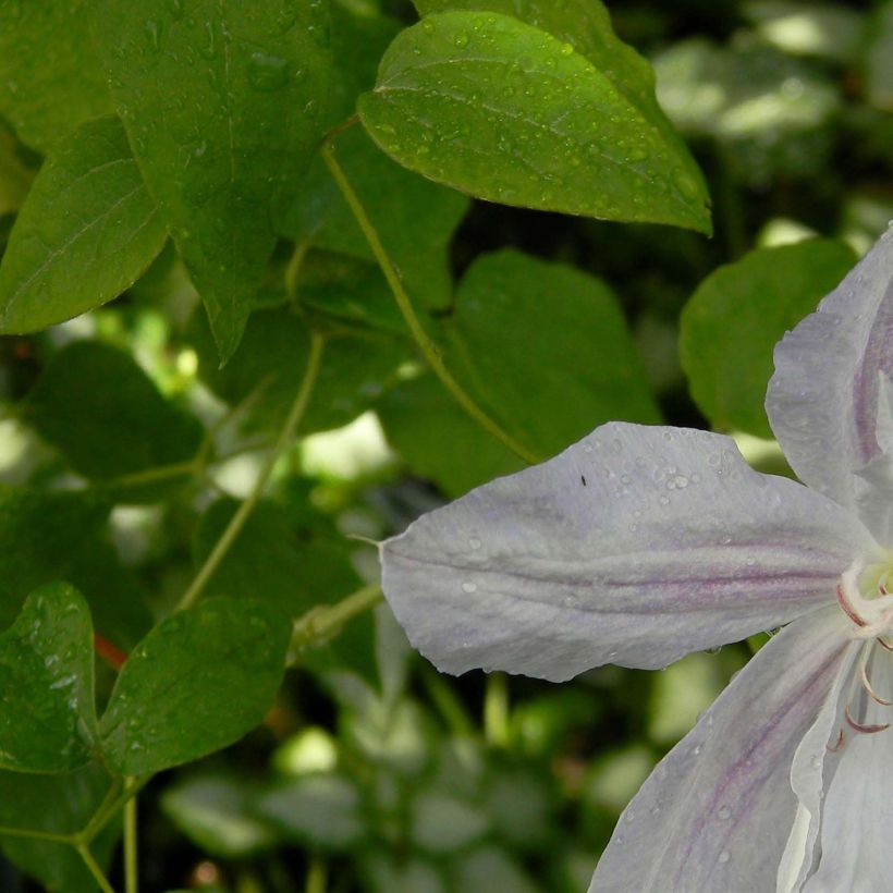 Clematis Alba (Folhagem)