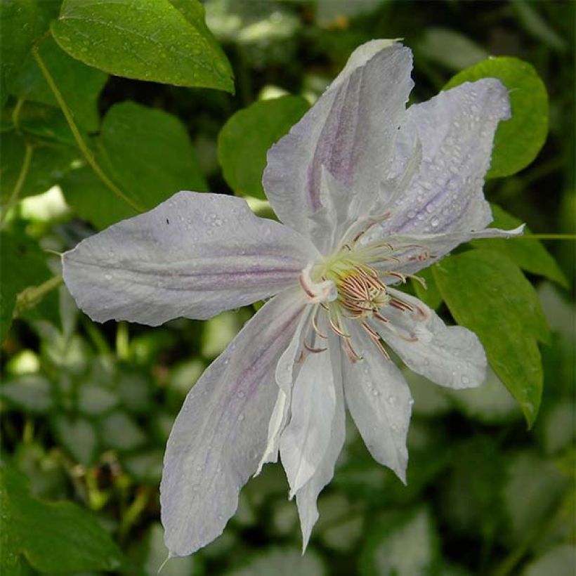 Clematis Alba (Floração)
