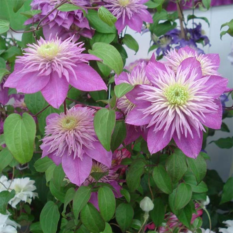 Clematis Kaiser (Floração)